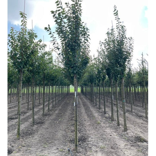 Mahognykörsbär - Prunus schmittii- - Stammens omkrets 20-25 cm, höjd 4-4,5 meter, HS,